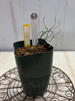 Syringodea longituba　（シリンゴデア　ロンギチューバ）　【現品62】