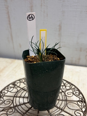 Ornithogalum adseptemtrionesvergentulum　（オーニソガラム　アドセプテントリオネスベルゲンテュラム）　【現品64】