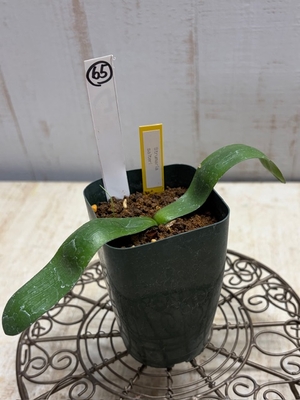 Strumaria salteri（ストルマリア　サルテリ)　【現品65】