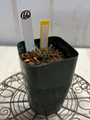 Strumaria chaplinii（ストルマリア　カプリニー)　【現品66】