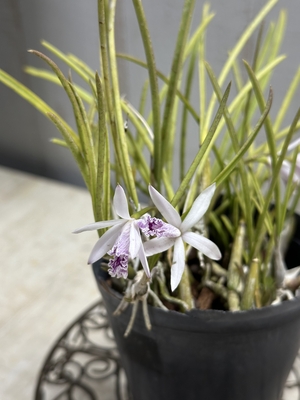 レリア　ルンディ　【現品A】