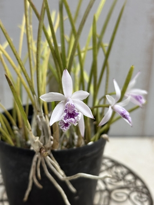 レリア　ルンディ　【現品B】