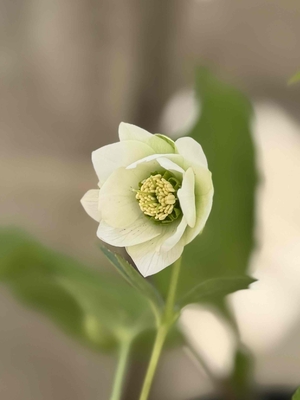 マイクロヒデコート【og175】