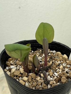 バージニアブルーベル苗【現品79】3.5寸　（今年は花芽無し）