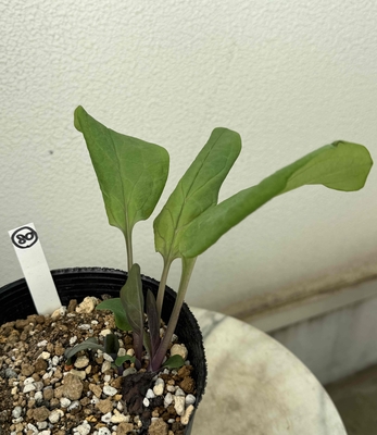 バージニアブルーベル苗【現品80】4.5寸　（今年は花芽無し）