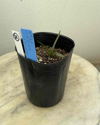 イングリッシュブルーベル苗（UK産球根）【現品81】今年は花芽無し