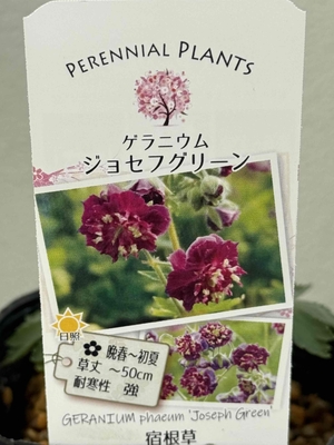 ゲラニウム　ジョセフグリーン