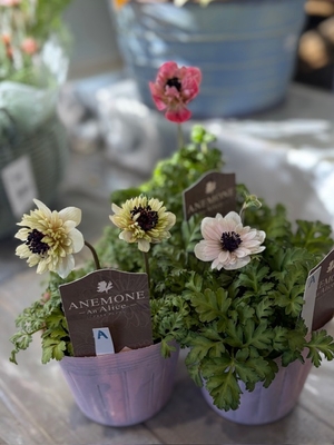 アネモネ　アンアリス【3株セット】A