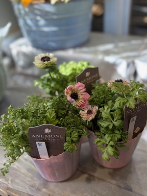 アネモネ　アンアリス【3株セット】B