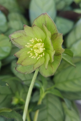 デュメトルム系【Ta72】