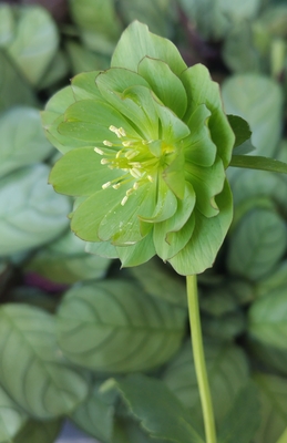 ムルチフィダス系【Ta77】