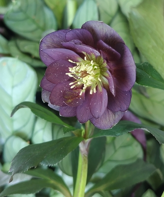 デュメトルム系【Ta76】