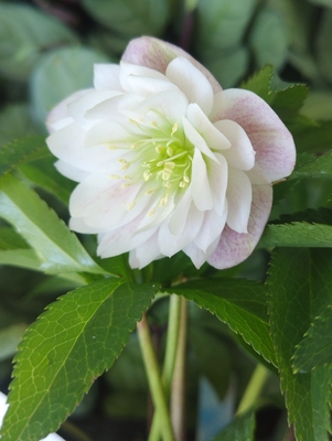 パウラ―ベインピンクグラデーションdd【No198】