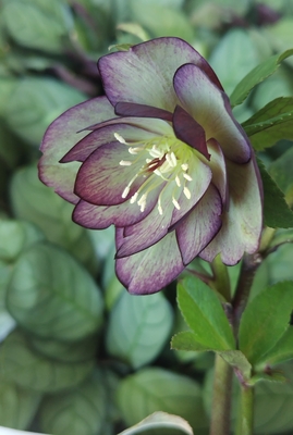  リバーシブルダークパープルグリーン【No197】