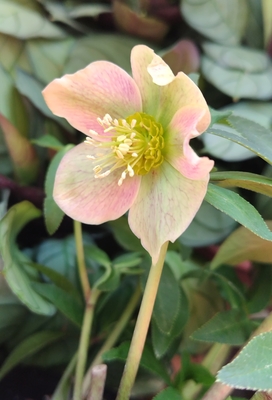 アンティークピンクssミストベインエッジ白ピコ【Hi213】