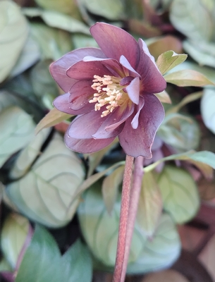 デュメ系グレーdd【Og109】