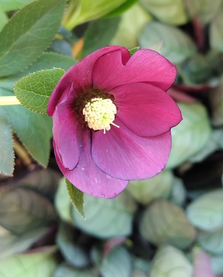 若レッド【wa94】蕾無し