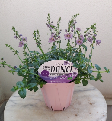 ディアスシア　ダンスデニム