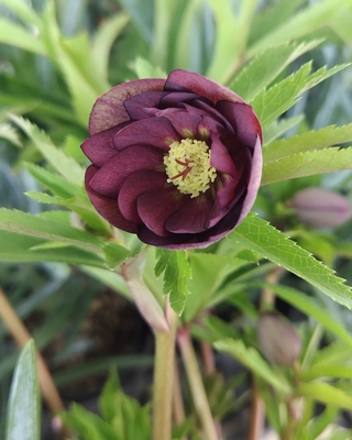 グリーンリバーシブルレッドdd大株【Hi237】