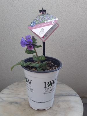 プルモナリア 　ピンクアブルー