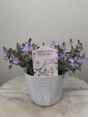 ベロニカ　マダムマルシア