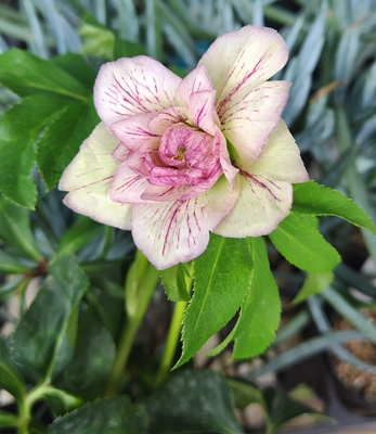 曽田さん最新交配）ユリ咲きピンクベイン　♂20-843Lsdd-WG&times;♀22-858Lsdピコティ【So129】 24-933