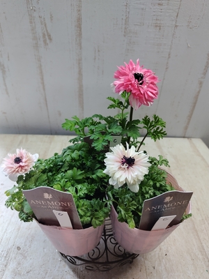 アネモネ　アンアリス【3株セット】C