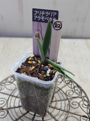 フリチラリア　アクモペタラ　《球根》　【現品82】