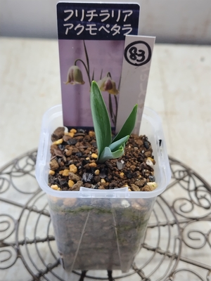 フリチラリア　アクモペタラ　《球根》　【現品83】