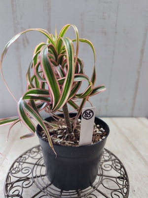 ❖春の大商談会❖　ドラセナ　コンシンネ　キュンティ　【現品85】