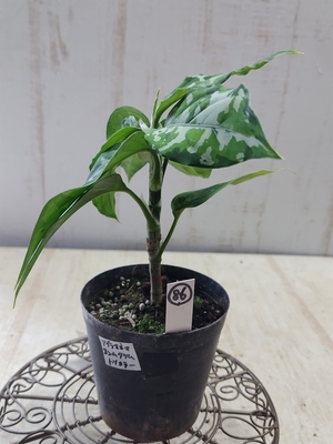 ❖春の大商談会❖　アグラオネマ　コンムタツム　トリカラー　【現品86】