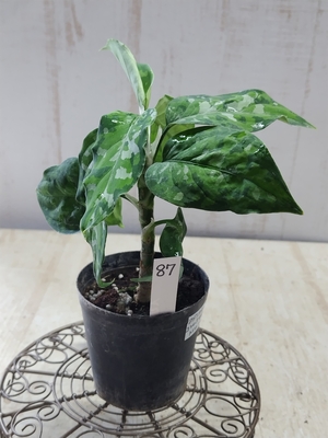 ❖春の大商談会❖　アグラオネマ　コンムタツム　トリカラー　【現品87】