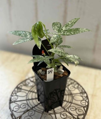 ❖春の大商談会❖　パキラ　ミルキーウェイ　実生【現品89】