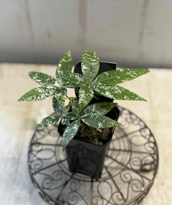 ❖春の大商談会❖　パキラ　ミルキーウェイ（実生苗）【現品88】