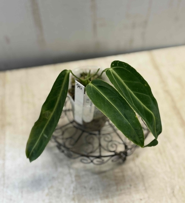 ❖春の大商談会❖　アンスリウム　ワロクアナム【現品90】