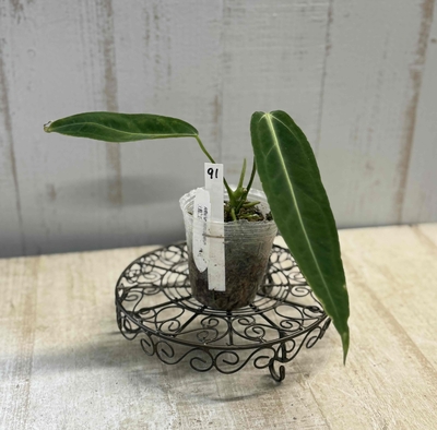 ❖春の大商談会❖　アンスリウム　ワロクアナム【現品91】