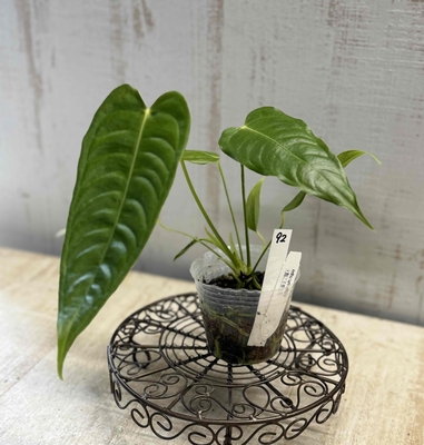 ❖春の大商談会❖　アンスリウム　ヴィーチー【現品92】