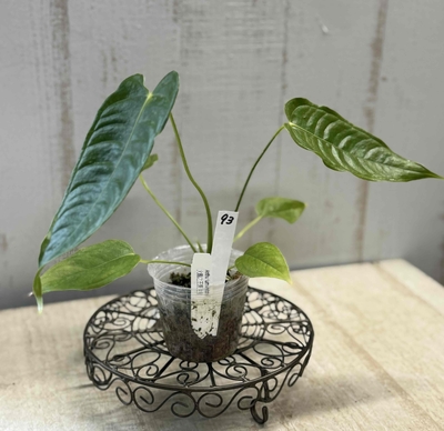 ❖春の大商談会❖　アンスリウム　ヴィーチー【現品93】