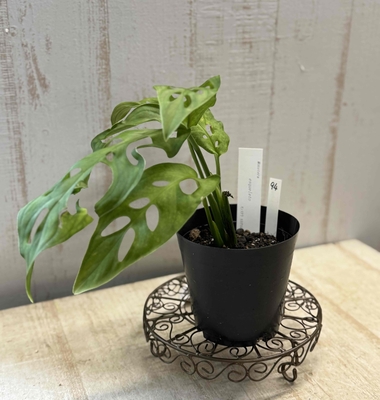 ❖春の大商談会　モンステラ　エスクエレイト【現品94】