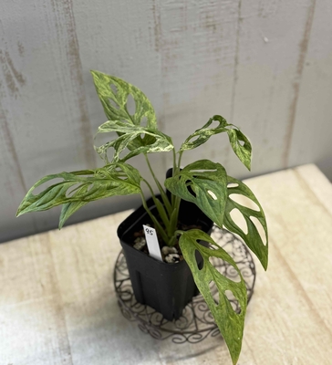 ❖春の大商談会❖　モンステラ　アダンソニー　バリエガータ　ミント【現品95】