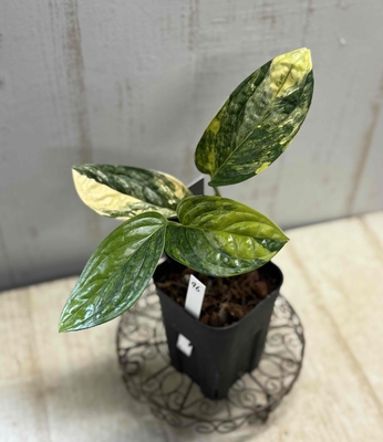 ❖春の大商談会❖　モンステラ　カルステニアナム　バリエガータ(ペルー)【現品96】