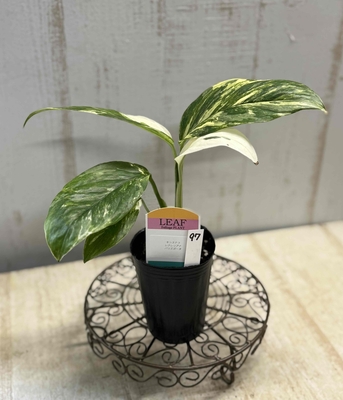 ❖春の大商談会❖　モンステラ　レクレリアナ　バリエガータ【現品97】