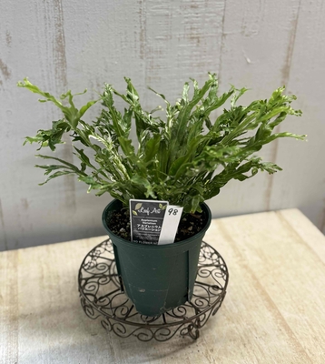 ❖春の大商談会❖　アスプレニウム　ニダス　バリエガータ　《斑入り》【現品98】