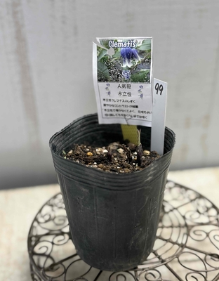 クレマチス　雫　