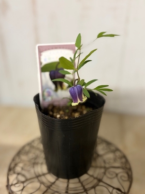 クレマチス　藍姫のイヤリング