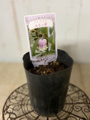 クレマチス　はるの雫