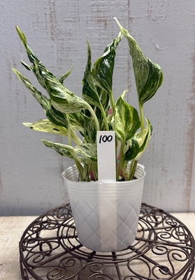 ❖春の大商談会❖　ポトス　テルノラブソング【現品100】