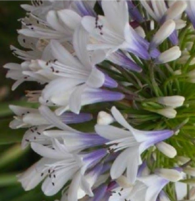 アガパンサス　エニグマ４寸大株　（開花見込み苗）