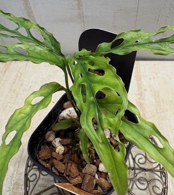 ❖春の大商談会❖　モンステラ　オブリクア　【現品101】