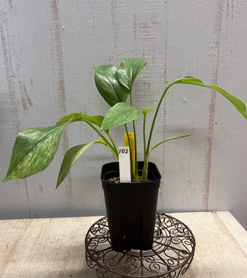 ❖春の大商談会❖　ラフィドフォラ　テトラスペルマ　バリエガータ　ミント　【現品102】